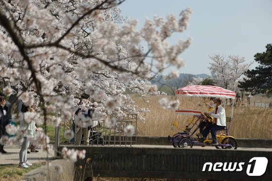 벚꽃 아래 가족용 자전거를 타고 있는 사람들(강릉시 제공)