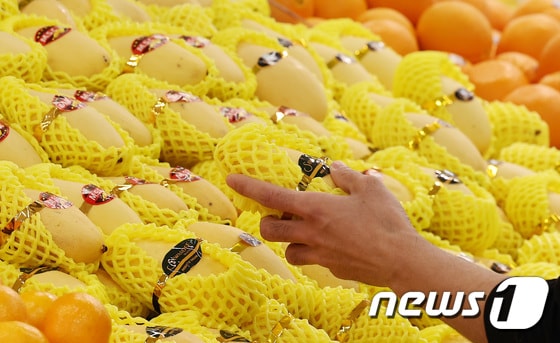 서울 시내 한 마트에서 한 시민이 망고를 구매하고 있다. 2024.3.24/뉴스1 © News1 김성진 기자