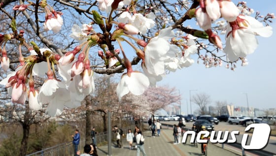  서울 마포대교 인근 벚꽃이 꽃망울을 터뜨리고 있다. 2024.3.31/뉴스1 © News1 박지혜 기자