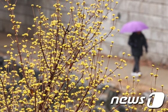 서울 청계천에 산수유가 활짝 피어 있다. © News1 신웅수 기자
