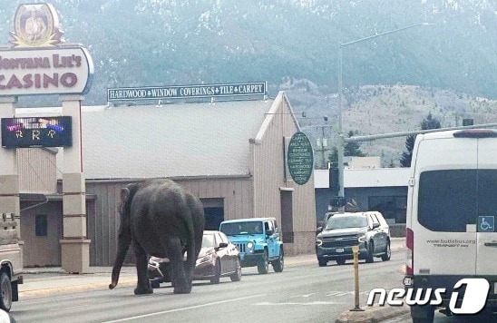 서커스단에서 탈출해 거리를 배회하는 코끼리 바이올라. <출처=마타야 스미스 페이스북>
