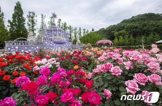 대한민국 꽃축제가 시작된  '장미원'(에버랜드 제공)