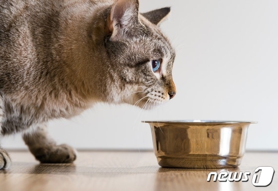 사료 먹는 고양이(사진 이미지투데이) © 뉴스1