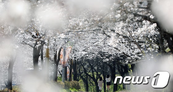 완연한 봄 날씨를 보인 2일 전북자치도 전주시 조경단로 일원에 벚꽃이 활짝 피어 있다. 2024.4.2/뉴스1 © News1 유경석 기자