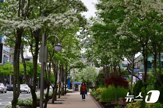 24일 경북 포항시청 앞 광장 주변에 이팝나무가 꽃을 피우고 있다. 2024.4.24/뉴스1 © News1 최창호 기자