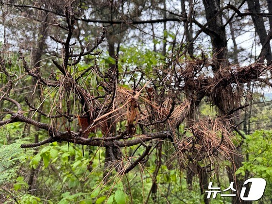 24일 울산 북구 동대산 한 소나무에 소나무재선충병이 감염되어 잎이 붉게 시들어 있는 모습이다.2024.4.24/뉴스1 ©News1 김세은 기자