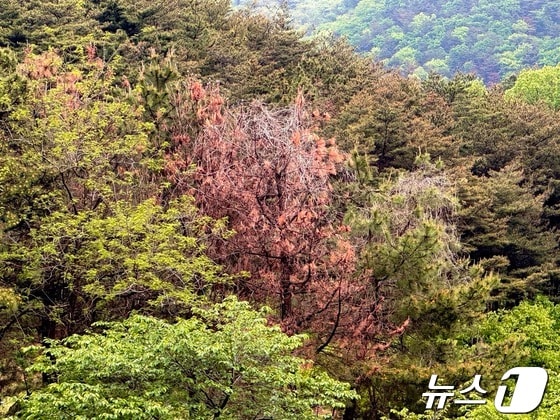 24일 울산 북구 동대산의 소나무에 소나무재선충병이 감염되어 잎이 붉게 시들어 있는 모습이다.2024.4.24/뉴스1 ©News1 김세은 기자
