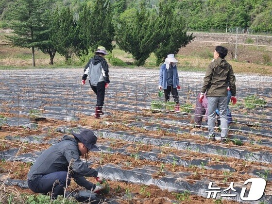 경북 영양군 직원들이 영양 고추농사 일손돕기에 나섰다.(영양군 제공)