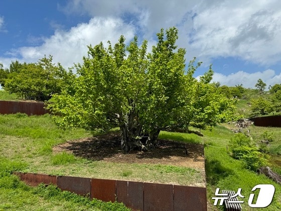 사유원 풍설기천년에 심긴 모과나무의 모습. © News1 김형준 기자