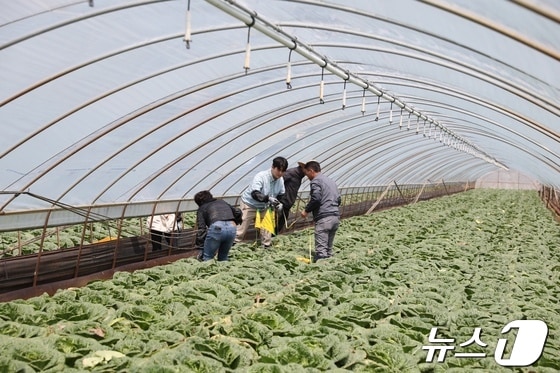 25일 충남 예산에 있는 한 봄배추 재배현장의 모습. (통계청 제공)