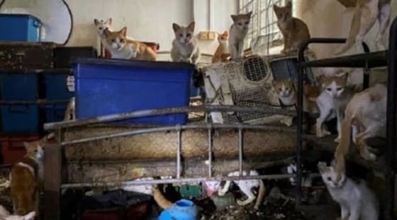 싱가포르 아파트에 방치된 고양이 43마리. 물과 먹이가 제대로 공급되지 않았으며 화장실도 충분히 마련되지 않아 방안이 오물로 뒤덮여 있다. 결국 두 마리는 사체로 발견됐다. (출처 : 싱가포르 법원) 2024.04.27