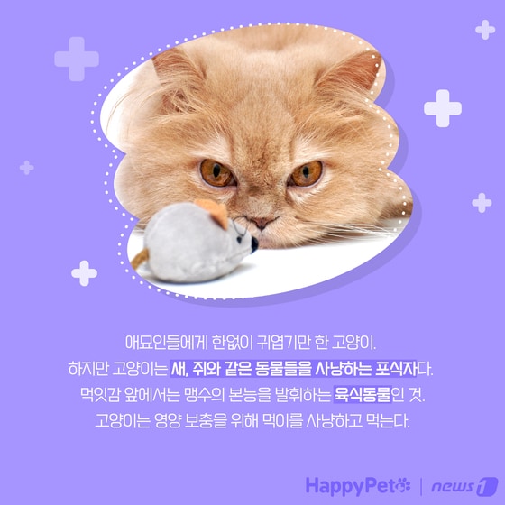 고양이는 육식동물 펫카드 © 뉴스1