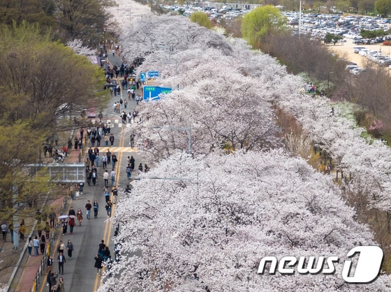 4일 서울 영등포구 여의서로를 찾은 상춘객들이 만개한 벚꽃 아래를 거닐며 봄을 만끽하고 있다. 2024.4.4/뉴스1 © News1 유승관 기자
