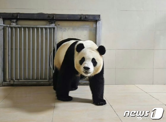 중국판다보호연구센터는 웨이보(微博·중국판 엑스)를 통해 4일 자이언트 판다 '푸바오'가 워룽중화자이언트판다원(臥龍中華大熊猫苑) 선수핑기지(神樹坪基地)의 격리·검역 구역에 들어가는 모습을 공개했다. (중국판다보호연구센터 웨이보 캡처)2024.4.4/뉴스1