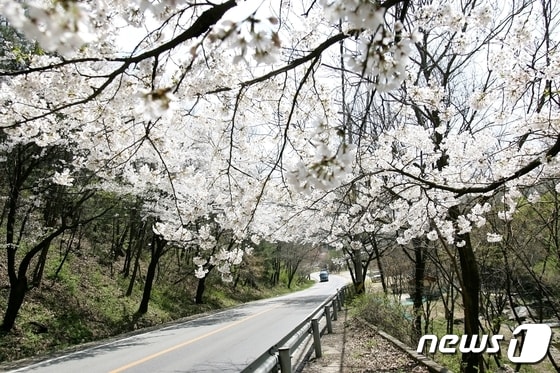 남한산성 도립공원 관통도로에서 만개한 채 터널을 이루고 있는 벗나무 모습.(광주시 제공)