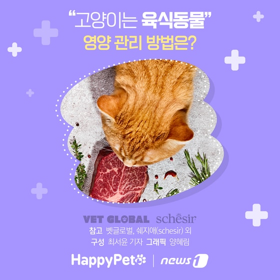 고양이는 육식동물 펫카드 © 뉴스1