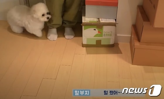 '털 쪘다'고 표현하는 비숑 프리제 강아지(성시경 유튜브 갈무리) © 뉴스1