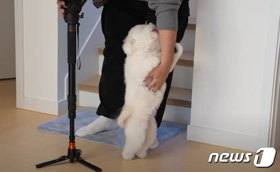 앞발 들고 서 있는 강아지(성시경 유튜브 갈무리) © 뉴스1