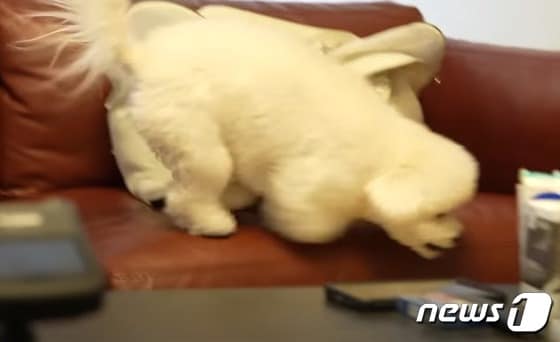 소파에서 뛰어내리는 강아지(성시경 유튜브 갈무리) © 뉴스1