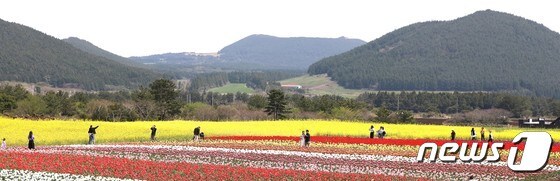 완연한 봄날씨를 보인 4월7일 제주 서귀포시의 한 농장에 튤립과 유채꽃이 활짝펴 있다. 2024.4.7/뉴스1 © News1 강승남 기자