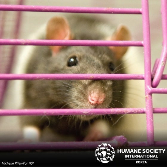 실험용 쥐(한국HSI 제공) © 뉴스1