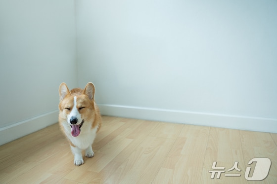 방안을 돌아다니는 강아지(사진 이미지투데이) © 뉴스1 