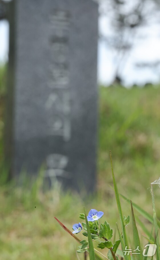 망월동 민족민주열사묘역 무명열사묘비 앞 선개불알풀 2024.5.4/뉴스1 © News1 김태성 기자