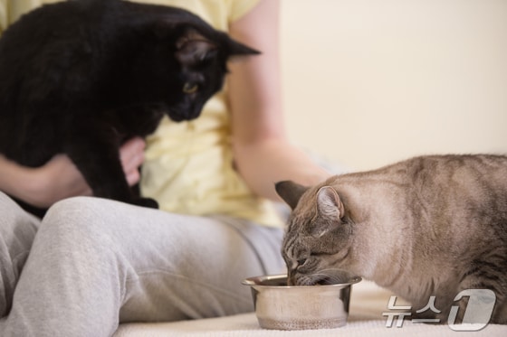 사료 먹는 고양이들(이미지투데이 제공) © 뉴스1
