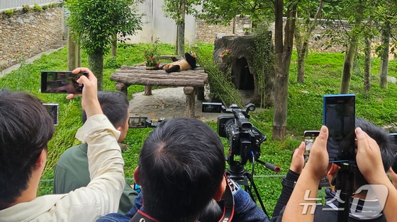 12일(현지시간) 중국 청두 쓰촨 워룽 선수핑 기지에서 자이언트 판다 푸바오가 언론과 일반에 공개되고 있다. 2024.6.12/뉴스1 © News1 정은지 특파원