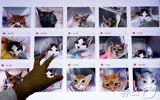 11일(현지시간) 일본 니혼대학에서 고양이의 통증을 측정하는 앱 '캣츠미!' 개발에 참여한 에다무라 가즈야 교수가 앱 인공지능(AI) 훈련에 활용되는 고양이 사진을 가리키고 있다. 이 앱은 수의 의료원 등에서 학생들의 학습 자료로도 쓰인다. 2024.06.11/ © 로이터=뉴스1 © News1 권진영 기자