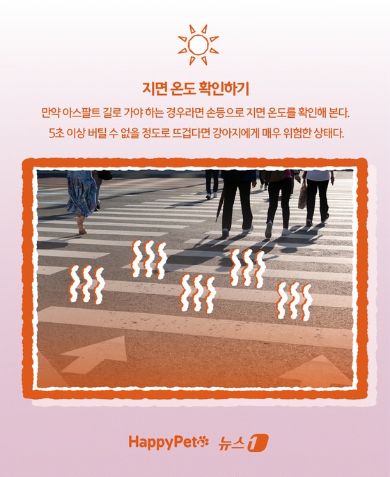 '신발 신겨도 될까?'… 여름철 반려견 발바닥 화상 예방법 © News1 윤주희 디자이너