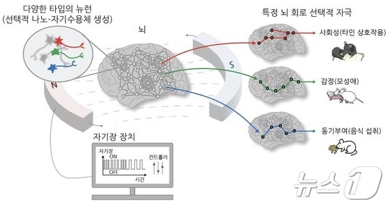 기초과학연, 자기장으로 뇌 자극해 행동·감정 조절 성공 - 뉴스1